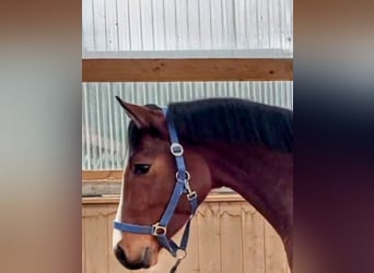 Belgijski koń gorącokrwisty, Wałach, 4 lat, 163 cm, Gniada