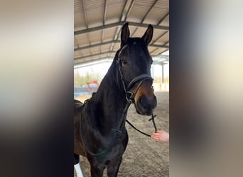 Belgijski koń gorącokrwisty, Wałach, 4 lat, 164 cm, Skarogniada