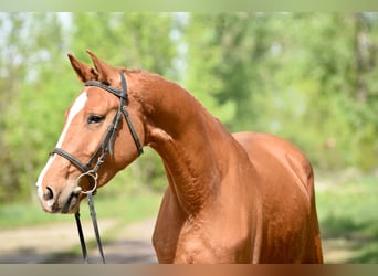 Belgijski koń gorącokrwisty, Wałach, 4 lat, 165 cm, Kasztanowata