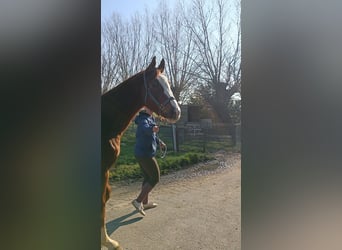 Belgijski koń gorącokrwisty, Wałach, 4 lat, 165 cm, Kasztanowata