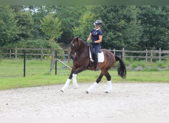 Belgijski koń gorącokrwisty, Wałach, 4 lat, 166 cm, Ciemnogniada