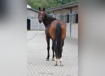 Belgijski koń gorącokrwisty, Wałach, 4 lat, 166 cm, Ciemnogniada