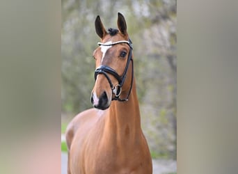 Belgijski koń gorącokrwisty, Wałach, 4 lat, 166 cm, Gniada