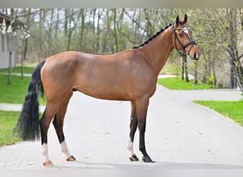 Belgijski koń gorącokrwisty, Wałach, 4 lat, 166 cm, Gniada