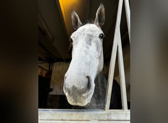 Belgijski koń gorącokrwisty, Wałach, 4 lat, 167 cm, Siwa