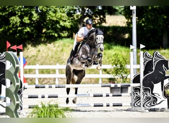 Belgijski koń gorącokrwisty, Wałach, 4 lat, 168 cm, Siwa