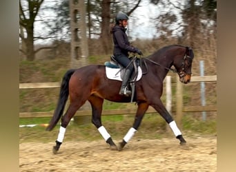 Belgijski koń gorącokrwisty, Wałach, 4 lat, 170 cm, Ciemnogniada