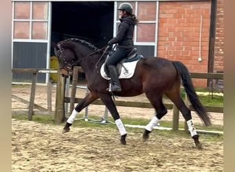 Belgijski koń gorącokrwisty, Wałach, 4 lat, 170 cm, Skarogniada