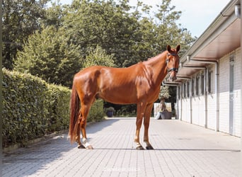 Belgijski koń gorącokrwisty, Wałach, 4 lat, 172 cm, Kasztanowata