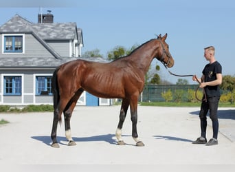 Belgijski koń gorącokrwisty, Wałach, 4 lat, 174 cm, Gniada