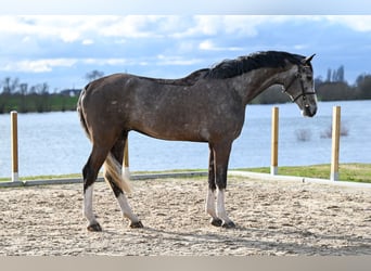 Belgijski koń gorącokrwisty, Wałach, 4 lat, 175 cm, Siwa