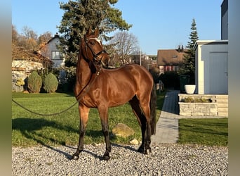 Belgijski koń gorącokrwisty, Wałach, 5 lat, 160 cm, Gniada