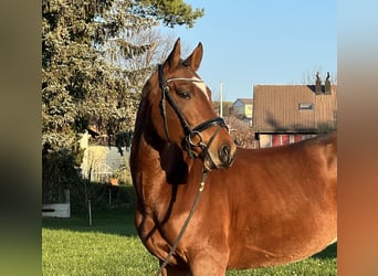 Belgijski koń gorącokrwisty, Wałach, 5 lat, 160 cm, Gniada