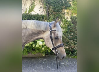 Belgijski koń gorącokrwisty, Wałach, 5 lat, 163 cm, Siwa w hreczce