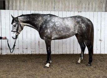 Belgijski koń gorącokrwisty, Wałach, 5 lat, 166 cm, Siwa