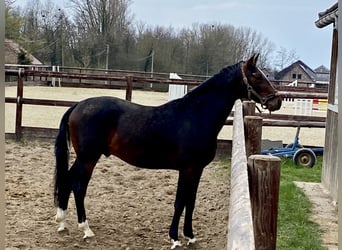 Belgijski koń gorącokrwisty, Wałach, 5 lat, 168 cm, Ciemnogniada
