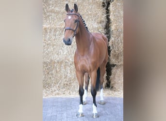 Belgijski koń gorącokrwisty, Wałach, 5 lat, 169 cm, Gniada