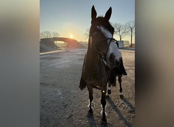 Belgijski koń gorącokrwisty, Wałach, 5 lat, 170 cm, Ciemnogniada