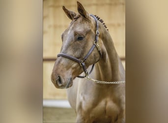 Belgijski koń gorącokrwisty, Wałach, 5 lat, 174 cm, Ciemnokasztanowata