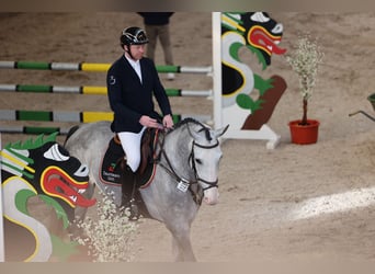 Belgijski koń gorącokrwisty, Wałach, 5 lat, 174 cm, Siwa