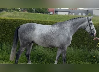 Belgijski koń gorącokrwisty, Wałach, 5 lat, 174 cm, Siwa