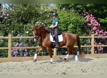 Belgijski koń gorącokrwisty, Wałach, 5 lat, 175 cm, Kasztanowata