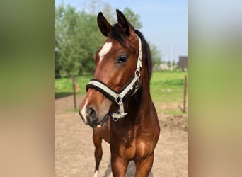 Belgijski koń gorącokrwisty, Wałach, 5 lat, 175 cm, Kasztanowata