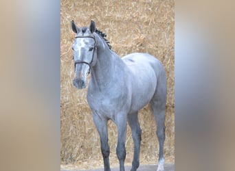 Belgijski koń gorącokrwisty, Wałach, 5 lat, 176 cm, Siwa