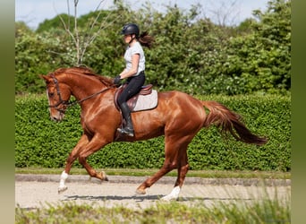 Belgijski koń gorącokrwisty, Wałach, 5 lat, 182 cm, Kasztanowata