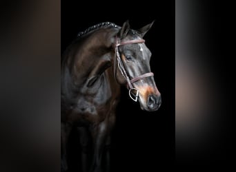 Belgijski koń gorącokrwisty, Wałach, 6 lat, 165 cm, Ciemnogniada