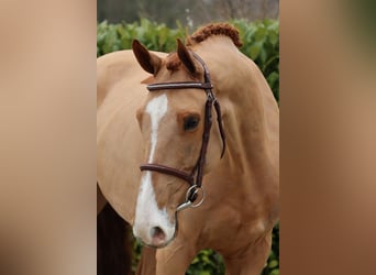 Belgijski koń gorącokrwisty, Wałach, 6 lat, 165 cm, Ciemnokasztanowata