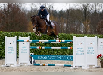 Belgijski koń gorącokrwisty, Wałach, 6 lat, 167 cm, Gniada