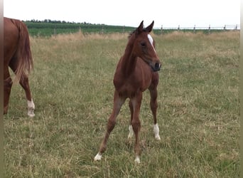 Belgijski koń gorącokrwisty, Wałach, 6 lat, 168 cm, Ciemnogniada