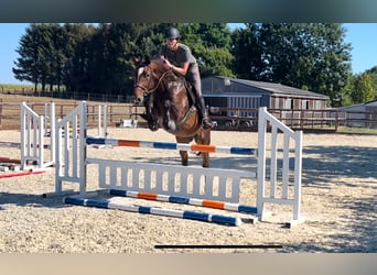 Belgijski koń gorącokrwisty, Wałach, 6 lat, 168 cm, Ciemnogniada