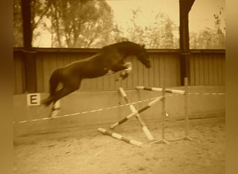 Belgijski koń gorącokrwisty, Wałach, 6 lat, 168 cm, Kasztanowata
