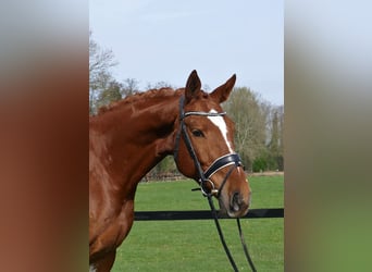 Belgijski koń gorącokrwisty, Wałach, 6 lat, 168 cm, Kasztanowata