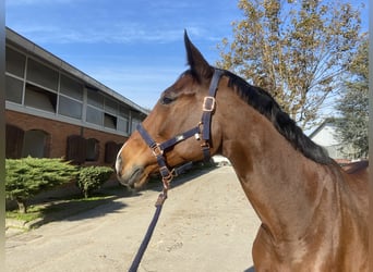 Belgijski koń gorącokrwisty, Wałach, 6 lat, 169 cm, Gniada