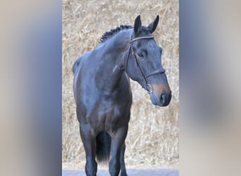 Belgijski koń gorącokrwisty, Wałach, 6 lat, 170 cm, Ciemnogniada