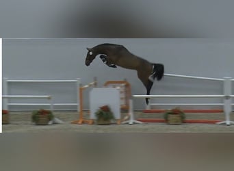 Belgijski koń gorącokrwisty, Wałach, 6 lat, 170 cm, Gniada