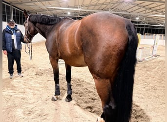 Belgijski koń gorącokrwisty, Wałach, 6 lat, 171 cm, Ciemnogniada