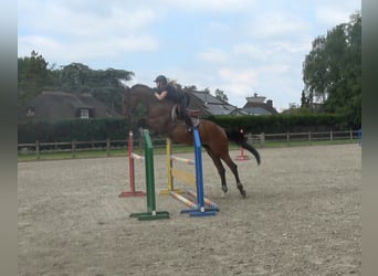 Belgijski koń gorącokrwisty, Wałach, 6 lat, 173 cm, Gniada