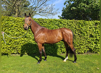 Belgijski koń gorącokrwisty, Wałach, 6 lat, 173 cm, Gniada