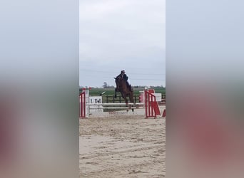 Belgijski koń gorącokrwisty, Wałach, 6 lat, 173 cm, Gniada