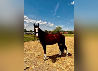 Belgijski koń gorącokrwisty, Wałach, 6 lat, 175 cm, Ciemnokasztanowata