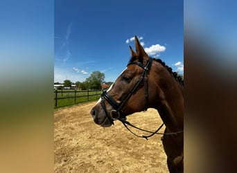 Belgijski koń gorącokrwisty, Wałach, 6 lat, 175 cm, Ciemnokasztanowata