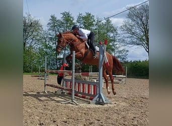 Belgijski koń gorącokrwisty, Wałach, 7 lat, 164 cm, Kasztanowata