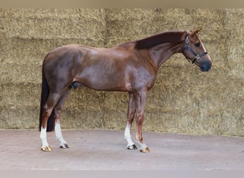 Belgijski koń gorącokrwisty, Wałach, 7 lat, 166 cm, Ciemnokasztanowata