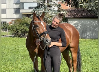 Belgijski koń gorącokrwisty, Wałach, 7 lat, 166 cm, Gniada