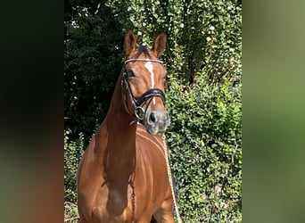 Belgijski koń gorącokrwisty, Wałach, 7 lat, 166 cm, Gniada