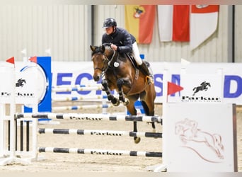 Belgijski koń gorącokrwisty, Wałach, 7 lat, 167 cm, Gniada
